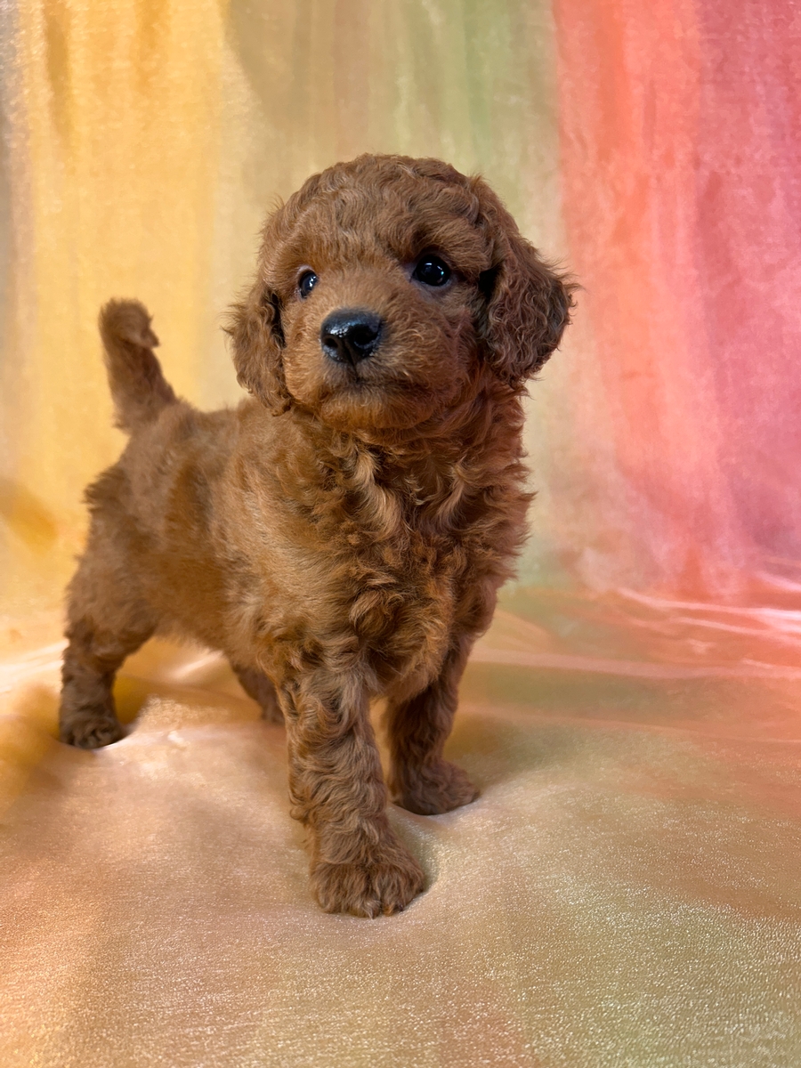 Red Male Miniature Goldendoodle DOB 8-22-2025 $1200